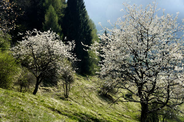 Limana: Valmorel, malga Montegal, Pian dele Femane, i Van