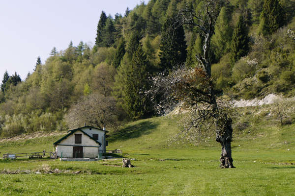 Limana: Valmorel, malga Montegal, Pian dele Femane, i Van