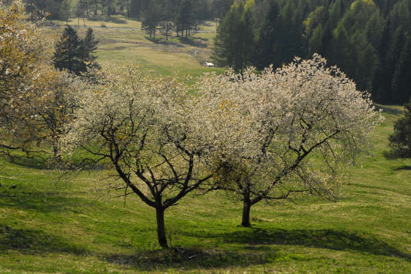 Limana: Valmorel, malga Montegal, Pian dele Femane, i Van