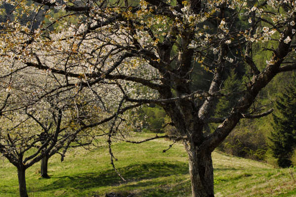 Limana: Valmorel, malga Montegal, Pian dele Femane, i Van