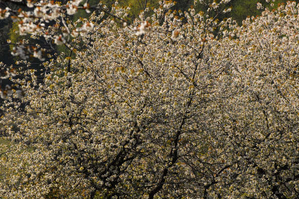 Limana: Valmorel, malga Montegal, Pian dele Femane, i Van