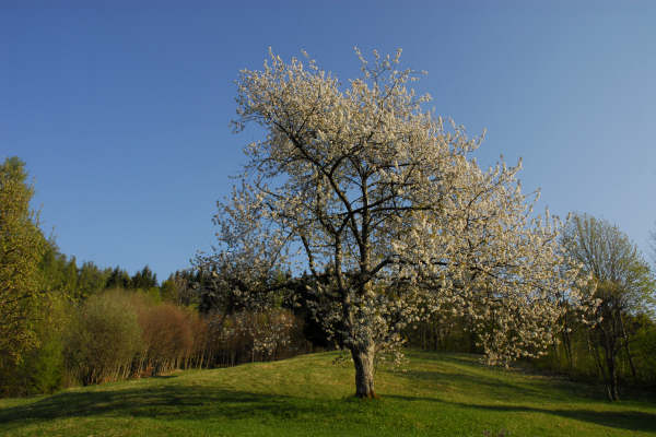 Limana: Valmorel, malga Montegal, Pian dele Femane, i Van