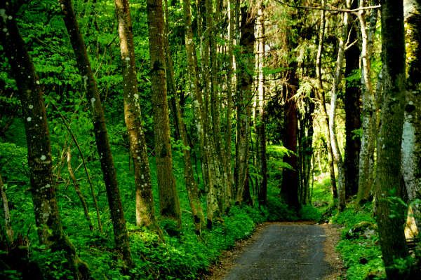 anello nordic walking Nevegal al Col Visentin Faverghera, Belluno