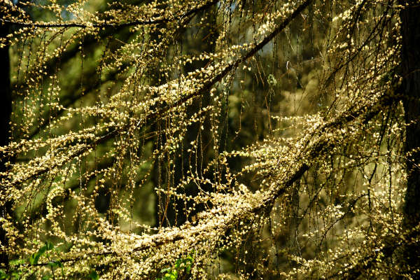anello nordic walking Nevegal al Col Visentin Faverghera, Belluno