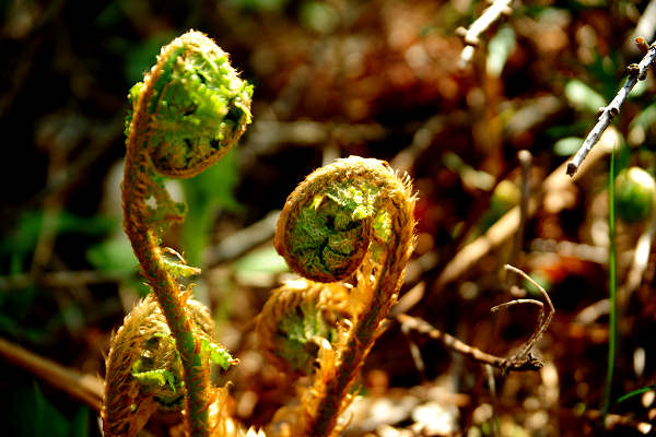 anello nordic walking Nevegal al Col Visentin Faverghera, Belluno