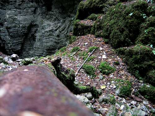 Bus del Buson - Ardo