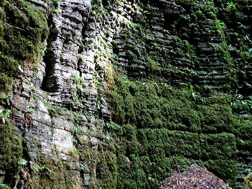 Bus del Buson - Ardo