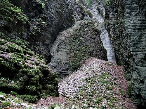 Bus del Buson - Ardo
