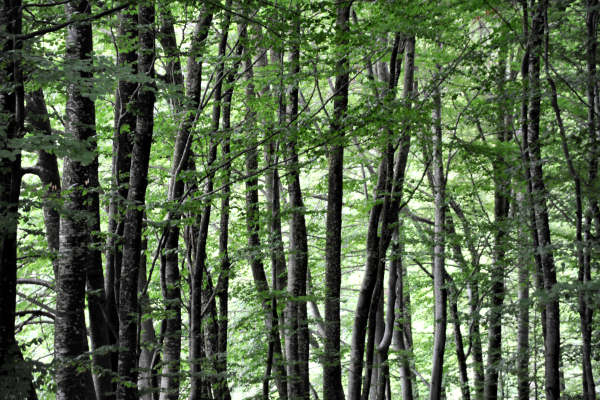 Boz Canidi Val d'Arc