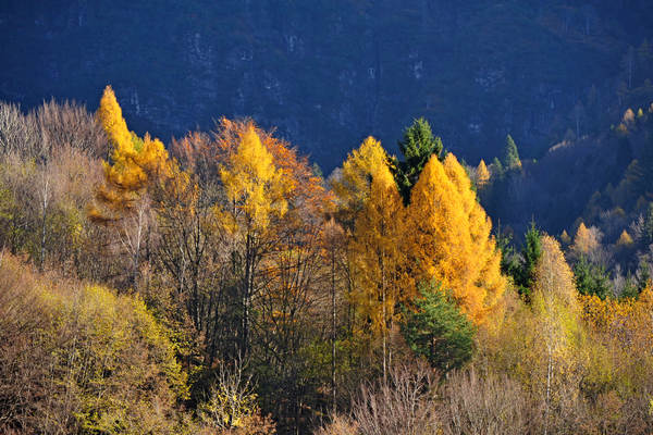 Le Gene Gena Alta Gena Media, Monti del Sole nella valle del Mis, Sospirolo