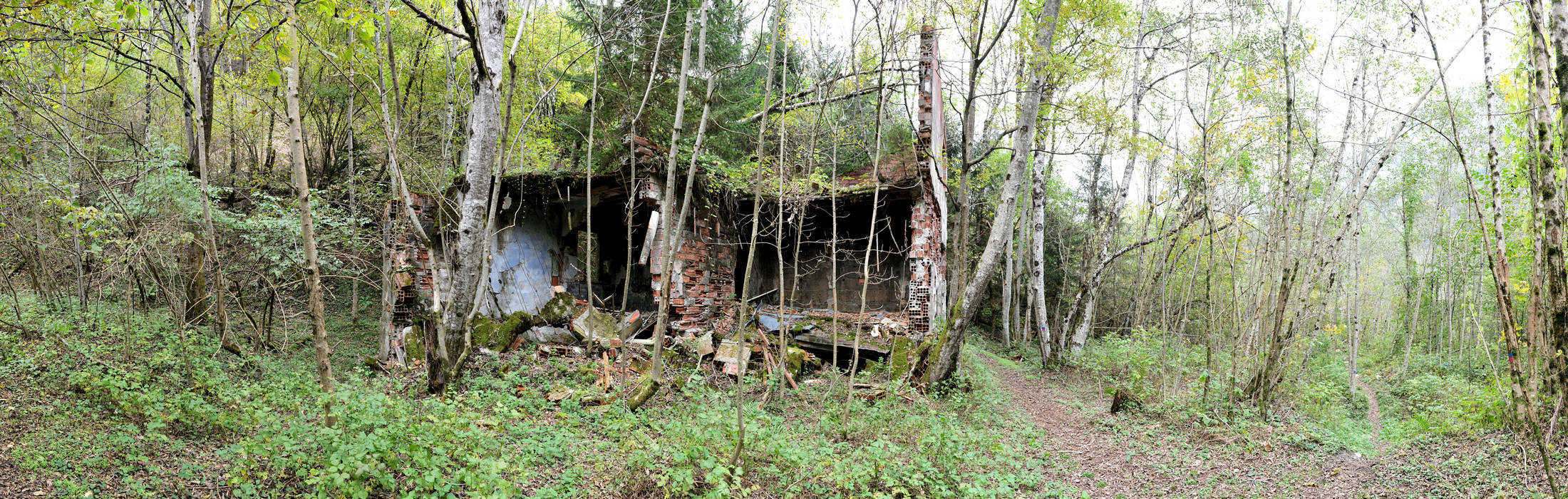 California in Valle del Mis a Gosaldo, PNDB