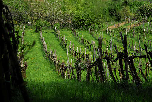 Villabalzana, Lago di Fimon - Arcugnano, Monti Berici, Vicenza