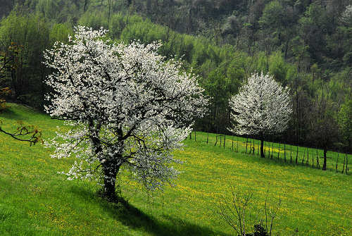 Villabalzana, Lago di Fimon - Arcugnano, Monti Berici, Vicenza