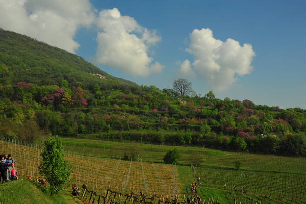 passeggiata nei Colli Berici - Castegnero, Nanto, Covoli di Trene, Sermondi, Covolo Murato di Castegnero