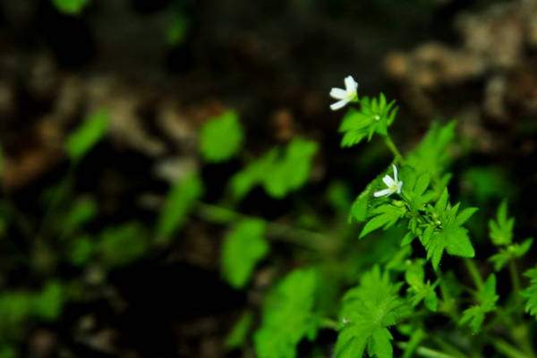 passeggiata nei Colli Berici - Castegnero, Nanto, Covoli di Trene, Sermondi, Covolo Murato di Castegnero