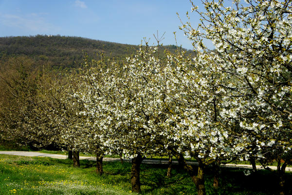 Monti Berici Val Liona - passeggiata Pederiva Monte Faeo Lupia e Casotti di San Germano dei Berici