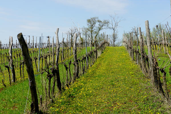 Monti Berici Val Liona - passeggiata Pederiva Monte Faeo Lupia e Casotti di San Germano dei Berici