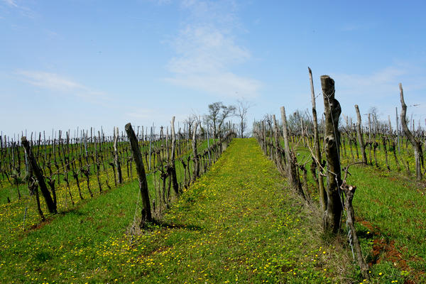 Monti Berici Val Liona - passeggiata Pederiva Monte Faeo Lupia e Casotti di San Germano dei Berici