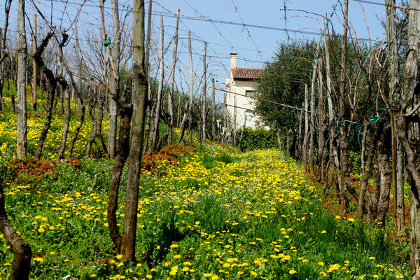 Monti Berici Val Liona - passeggiata Pederiva Monte Faeo Lupia e Casotti di San Germano dei Berici