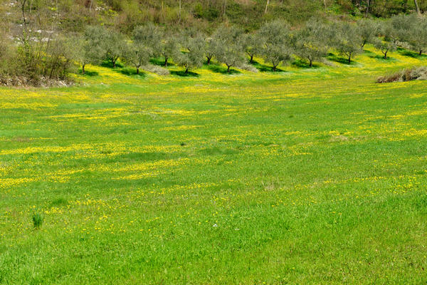 Monti Berici Val Liona - passeggiata Pederiva Monte Faeo Lupia e Casotti di San Germano dei Berici