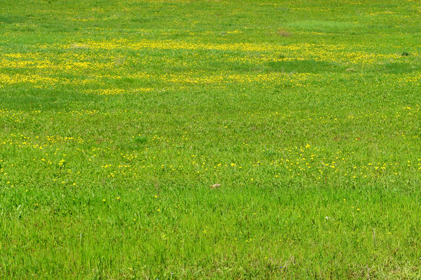 Monti Berici Val Liona - passeggiata Pederiva Monte Faeo Lupia e Casotti di San Germano dei Berici