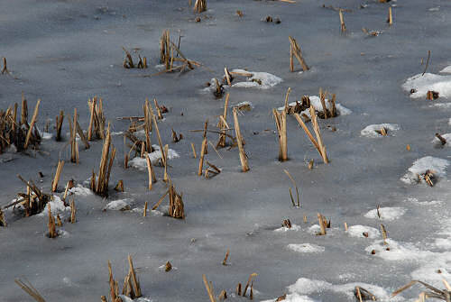 foto invernali al lago di Fimon, nei Colli Berici