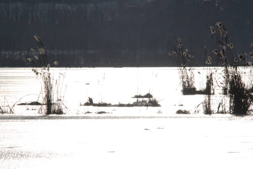 foto invernali al lago di Fimon, nei Colli Berici