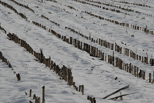 foto invernali al lago di Fimon, nei Colli Berici