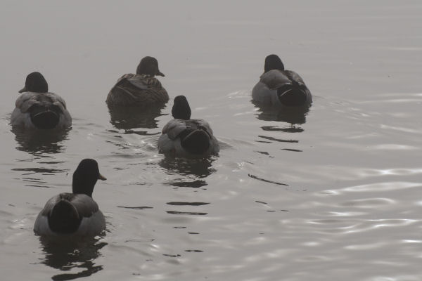 Lago di Fimon - Monti Berici