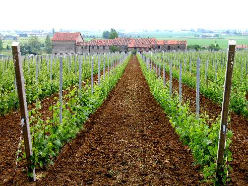 Lonigo - Monti Berici, Vicenza