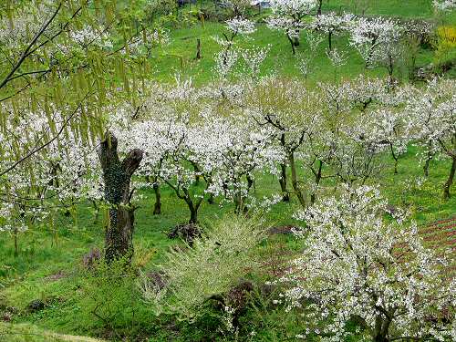 Lumignano di Longare, riviera Berica Colli Berici, Vicenza