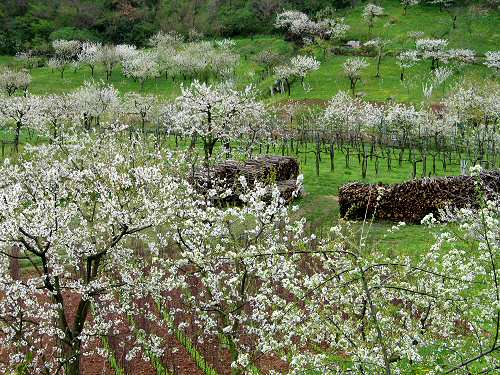 Lumignano di Longare, riviera Berica Colli Berici, Vicenza