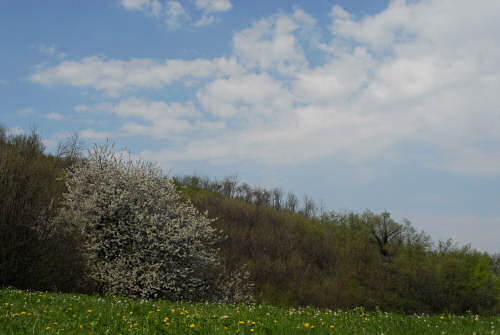 Passeggiata a Mossano, Riviera Berica Colli Berici
