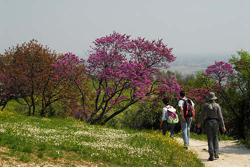 Passeggiata a Mossano, Riviera Berica Colli Berici