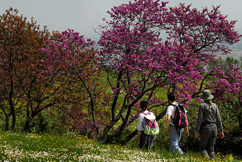 Passeggiata a Mossano, Riviera Berica Colli Berici