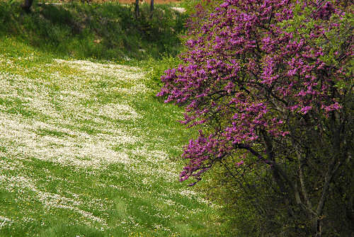 Passeggiata a Mossano, Riviera Berica Colli Berici