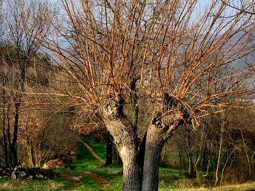 Castello di Orgiano, Colli Berici