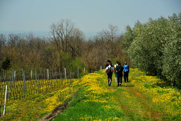 Orgiano, Botteghino-Monticello, Valle dei Mulini, Alonte