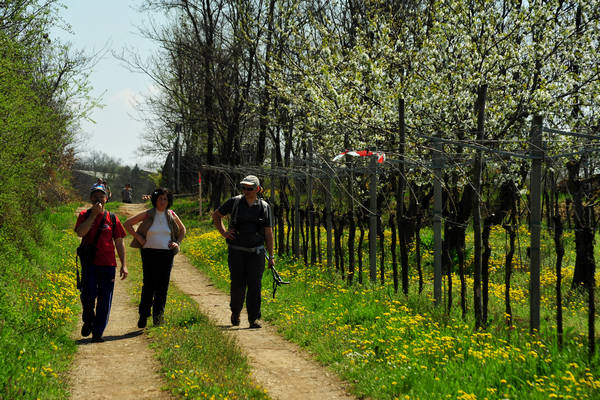 Orgiano, Botteghino-Monticello, Valle dei Mulini, Alonte