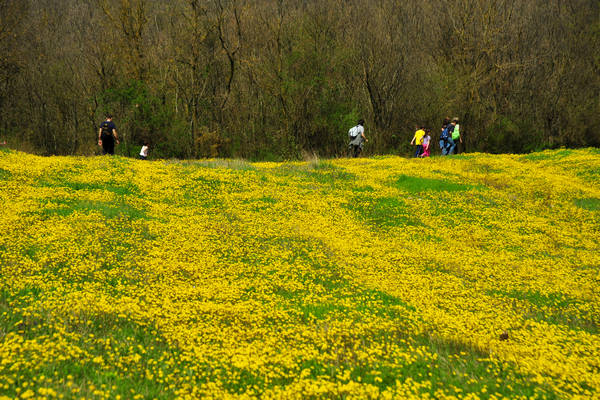 Orgiano, Botteghino-Monticello, Valle dei Mulini, Alonte
