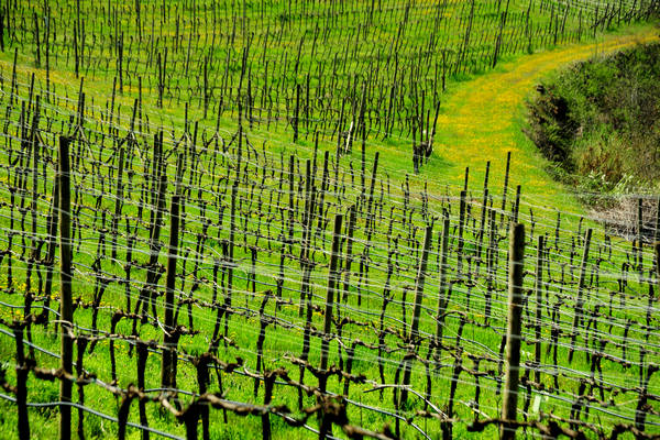 Orgiano, Botteghino-Monticello, Valle dei Mulini, Alonte