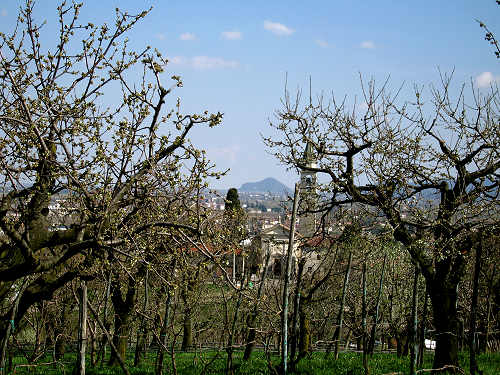 Riviera Berica - Strada dei Vini dei Colli Berici