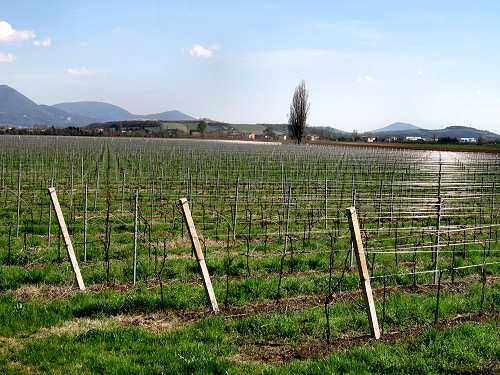 Riviera Berica - Strada dei Vini dei Colli Berici