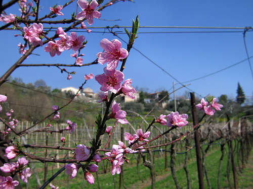 Riviera Berica orientale - Monti Berici, Vicenza