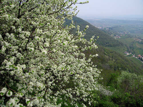 Riviera Berica orientale - Monti Berici, Vicenza