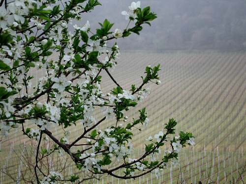 Chiesetta San Lorenzo a Villa del Ferro San Germano dei Berici