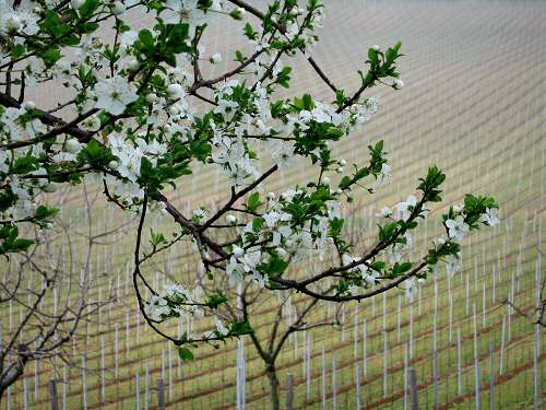 San Germano - Monti Berici - Vicenza