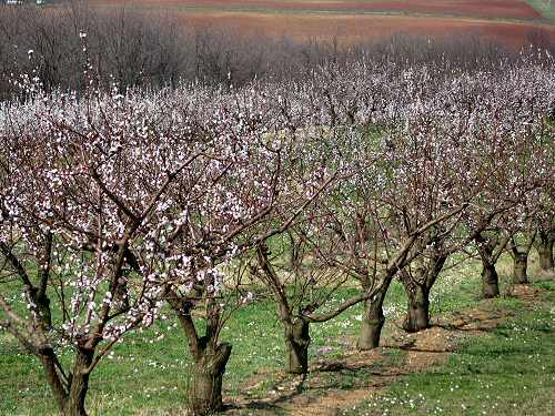 San Germano - Monti Berici - Vicenza