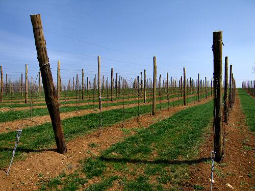 San Germano - Monti Berici - Vicenza