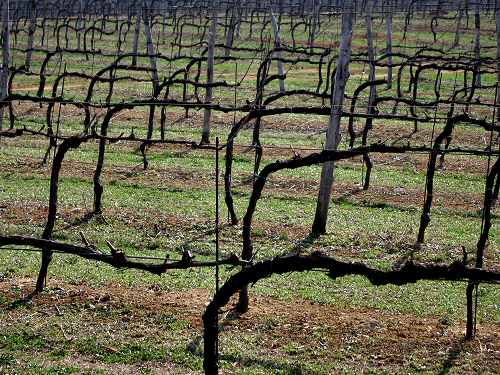 San Germano - Monti Berici - Vicenza